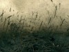 Versos de tardor